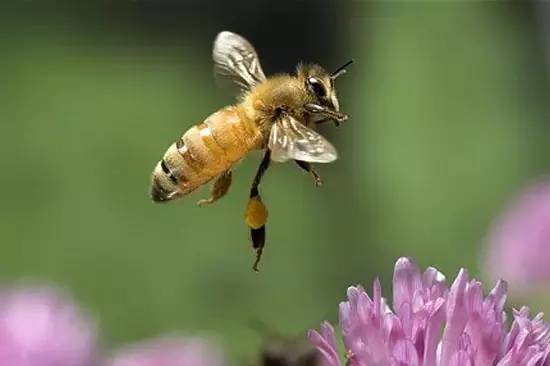 飞来的蜜蜂没有蜂王是怎么回事（新收捕的蜂群没有蜂王，不筑巢是什么问题）