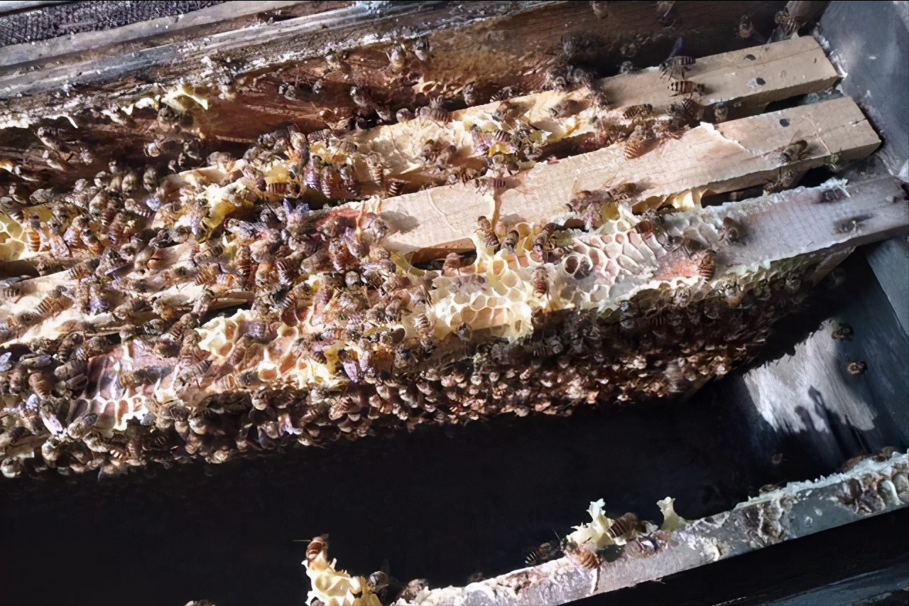中蜂人工分蜂方法技巧（中蜂怎样人工分蜂比较好）