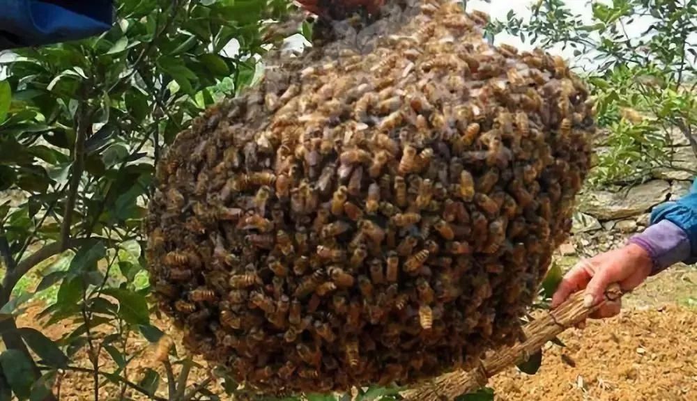 新手如何养好蜜蜂？(7个方法教你养蜜蜂)