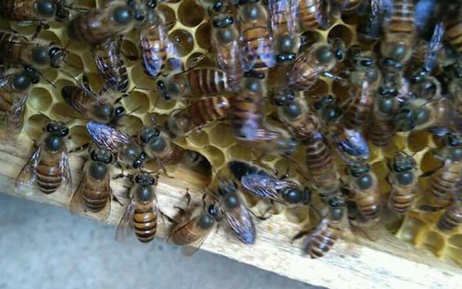 新手养蜂怎么繁殖更快（新手怎样养蜂繁殖快）