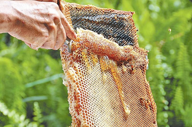 蜜蜂蜡的功效与作用