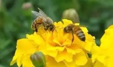 意大利蜜蜂花子病的治疗方法（怎么解决蜂巢花子问题）