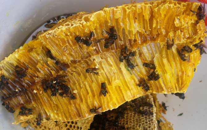 蜂巢蜜嚼后的渣渣能吃吗（蜂巢蜜嚼着吃最后的渣渣是什么）