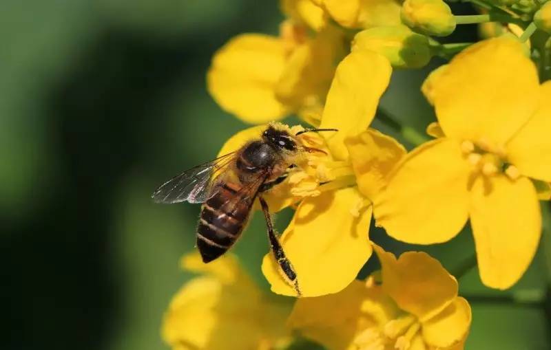 传统蜜蜂养殖怎么割蜜（怎么判断蜂群中的储蜜情况）