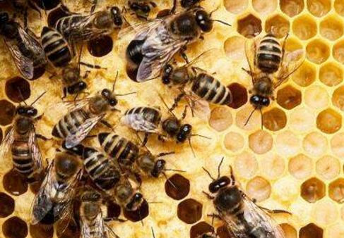 农村土蜜蜂高效养殖技术（最新养土蜜蜂的实用技术方法）