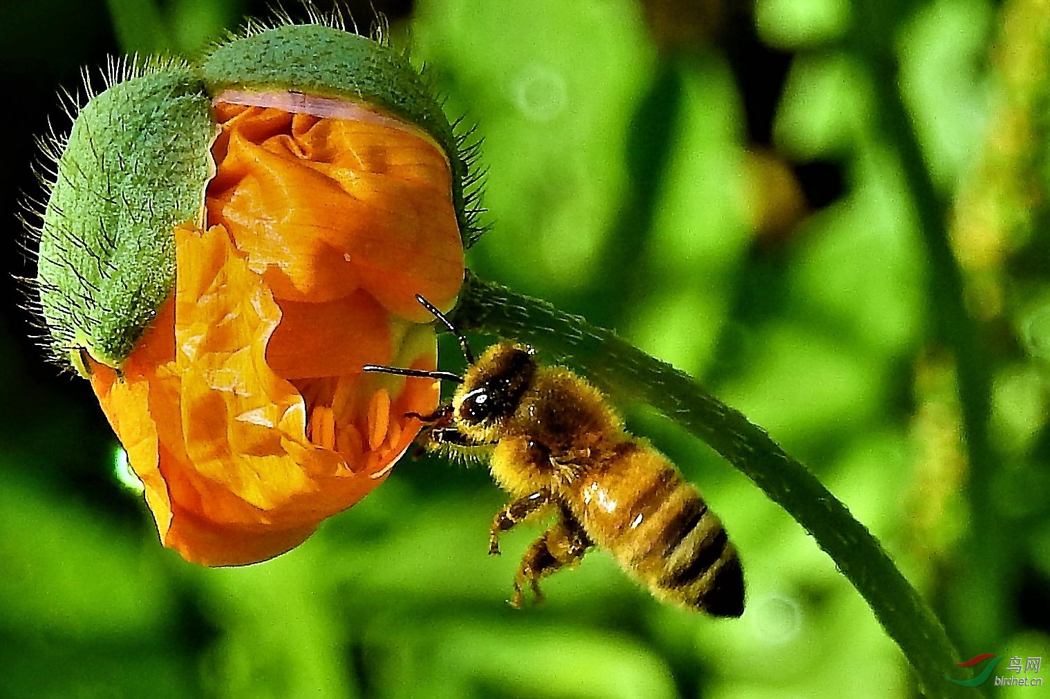 蜜蜂少量采粉是蜂王产子吗（蜜蜂进粉是蜂王产卵了吗）
