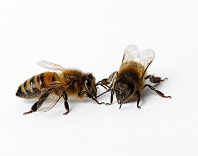 蜜蜂少量采粉是蜂王产子吗（蜜蜂进粉是蜂王产卵了吗）