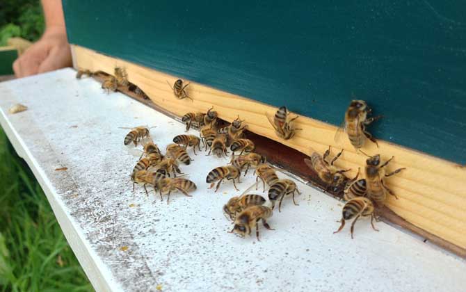 蜜蜂几月几号喂越冬糖