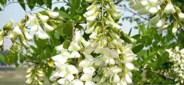 油菜蜜结晶特别硬是真的吗（油菜花蜜的特点）