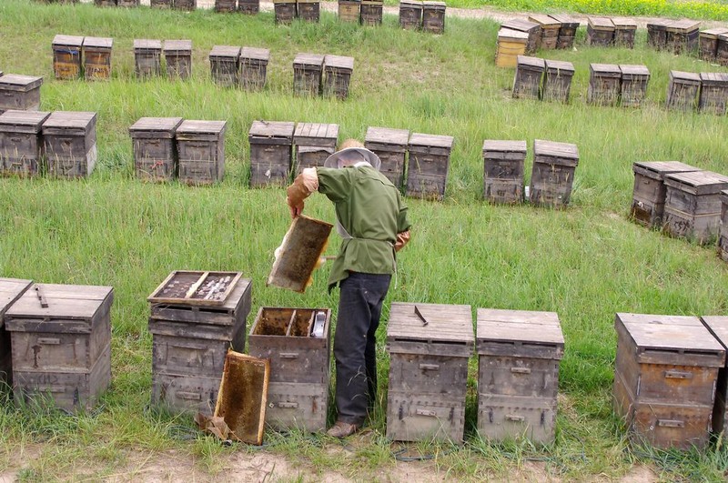 怎样学会养蜂技术（新手养蜂要先学什么技术）