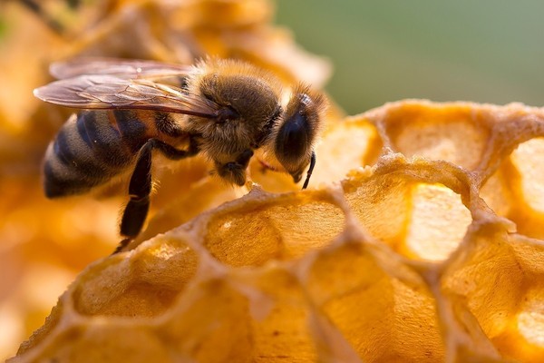 蜜蜂的越冬糖什么时候喂最好（蜜蜂越冬怎样喂白糖）