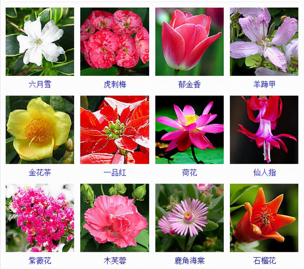 植物品种名称大全（最常见的800种景观观花植物，附植物习性种植）