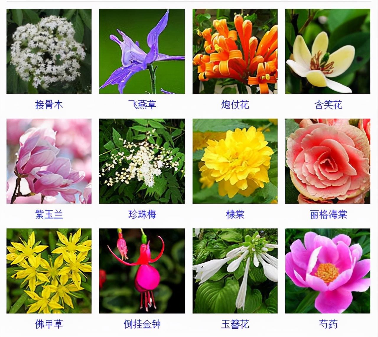 植物品种名称大全（最常见的800种景观观花植物，附植物习性种植）