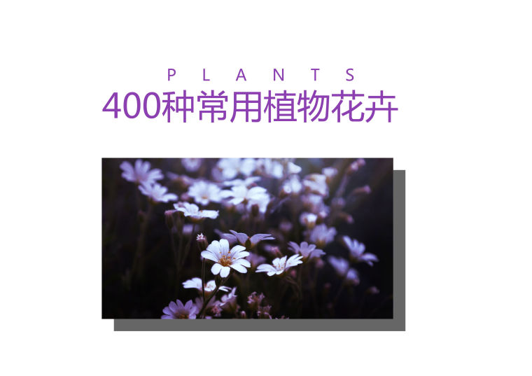 植物品种名称大全（最常见的800种景观观花植物，附植物习性种植）