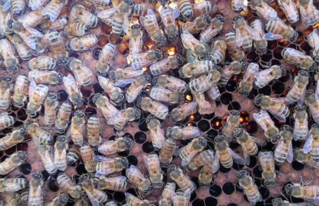 如何防治蜂螨最有效