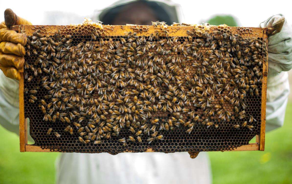 如何防治蜂螨最有效