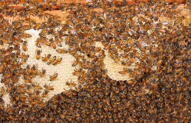 蜂群秋季如何管理