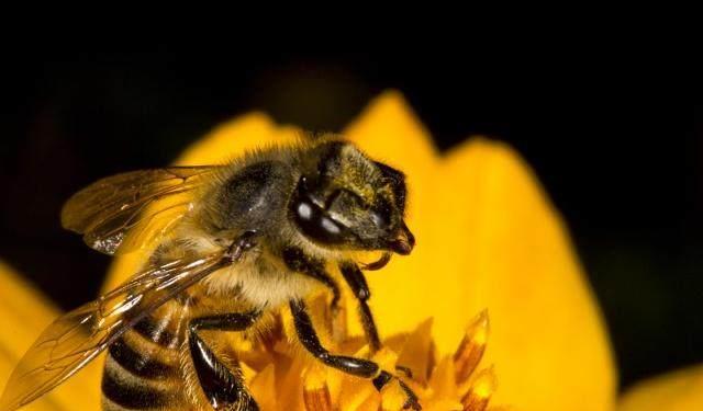 ​出现工蜂咬死雄蜂是什么原因（工蜂拖死雄蜂出箱外是什么原因）