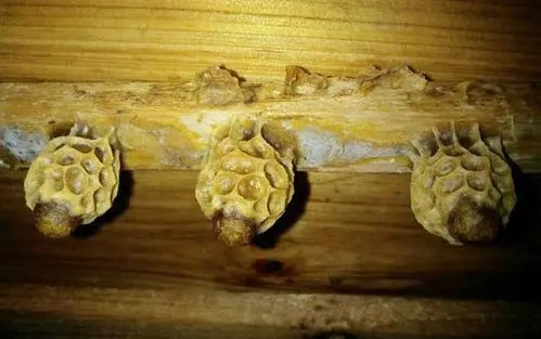 王台基里面的幼虫是工蜂喂食吗（工蜂产的王台有用吗）