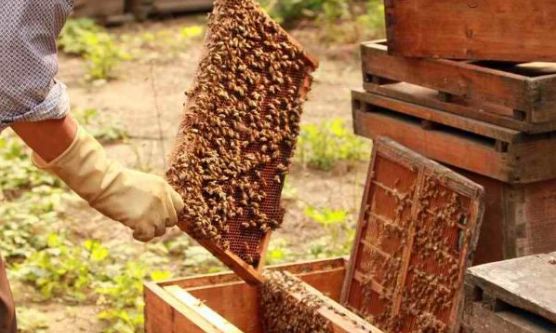 新手养蜂为什么看蜂时蜜蜂特别凶（蜜蜂很凶是什么原因）
