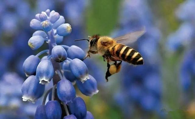 新手养蜂为什么看蜂时蜜蜂特别凶（蜜蜂很凶是什么原因）