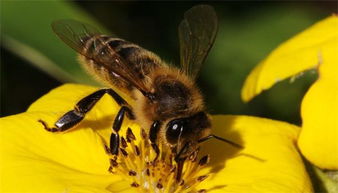 蜜蜂养殖技术及管理要点（如何避免发生分蜂热）