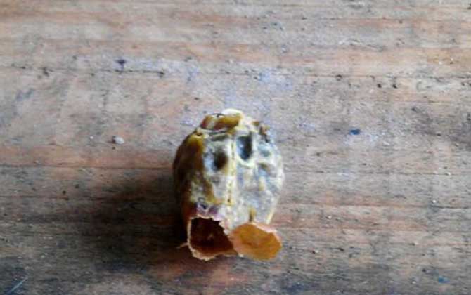 中蜂起王台多久分蜂