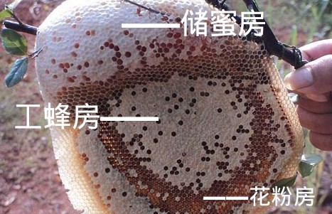 野生的蜜蜂窝长什么样子