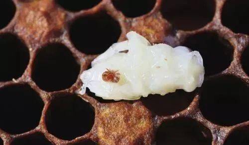 被蜂螨感染的蜜蜂能活多久（蜂螨的寿命有长）