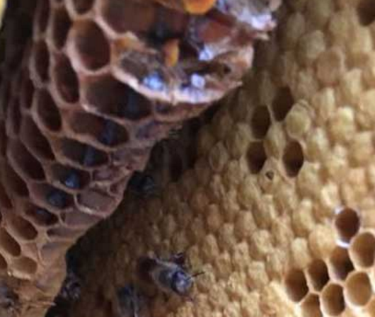 ​人工蜂巢是什么做的（蜂巢是什么材料做的）