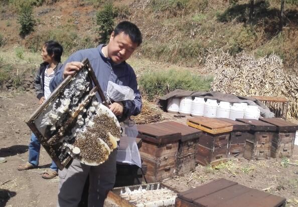 怎样挑选蜂巢蜜（怎样的蜂巢蜜是好的）