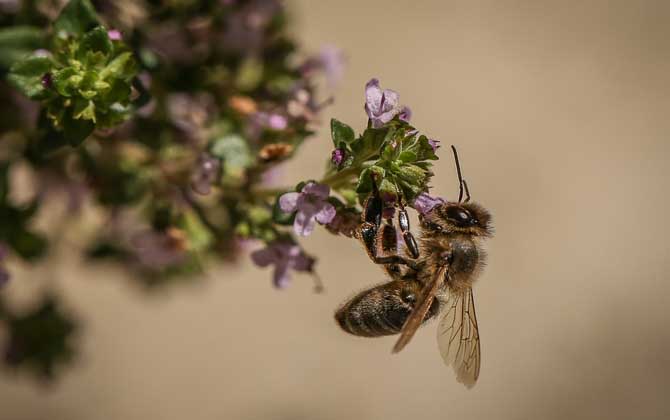 蜜蜂分类有哪些（蜂类是怎么划分种类的）