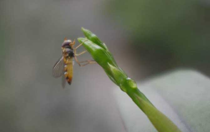 蜜蜂分类有哪些（蜂类是怎么划分种类的）