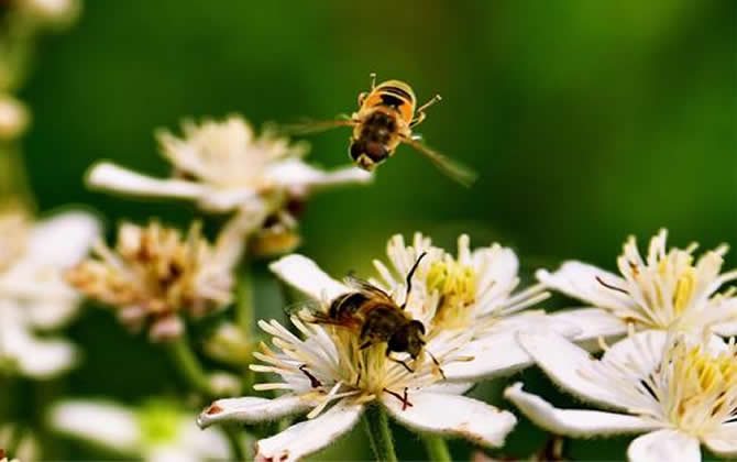养殖蜜蜂时蜜蜂不蛰手吗