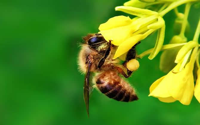 蜜蜂的资料