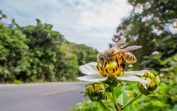 蜜蜂的资料