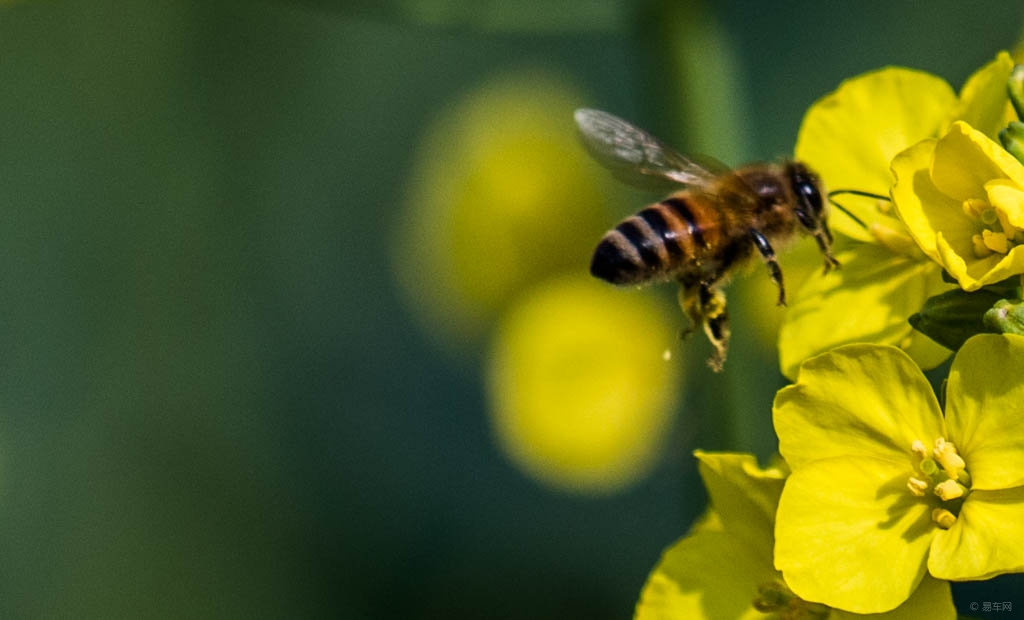意蜂蜂王交尾回来围王原因(围王一般发生在什么时候) 意蜂蜂王交尾回来围王原因(围王一般发生在什么时候)
