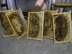大蜂场怎么取蜂蜜（蜂箱采集蜂蜜方法技巧）