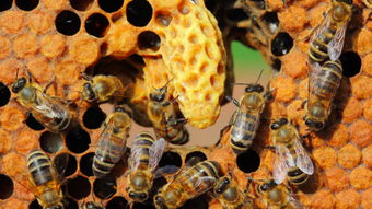 蜂王不产卵工蜂不出勤是什么原因（外界有蜜源，蜂王不产卵，工蜂不采蜜，饲喂不存蜜是什么问题）