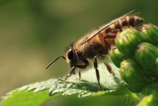 蜜蜂的蜂王和工蜂是什么细胞发育而来（雄蜂由未受精的卵细胞发育而来）