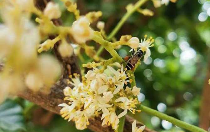 黑小蜜蜂是什么蜂？有哪些特点？