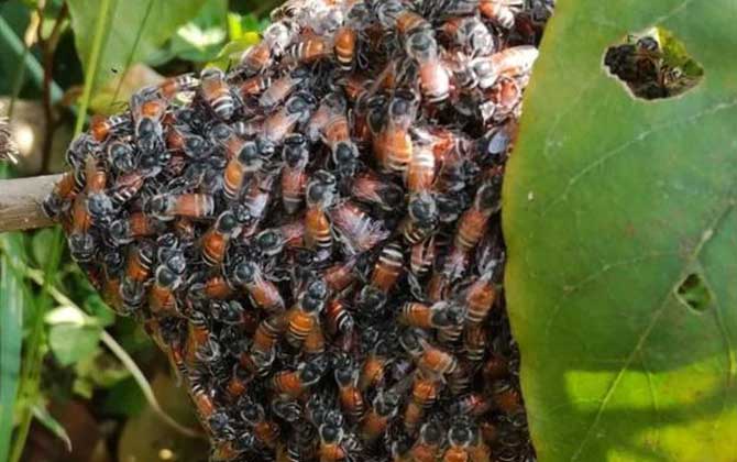 黑小蜜蜂是什么蜂？有哪些特点？