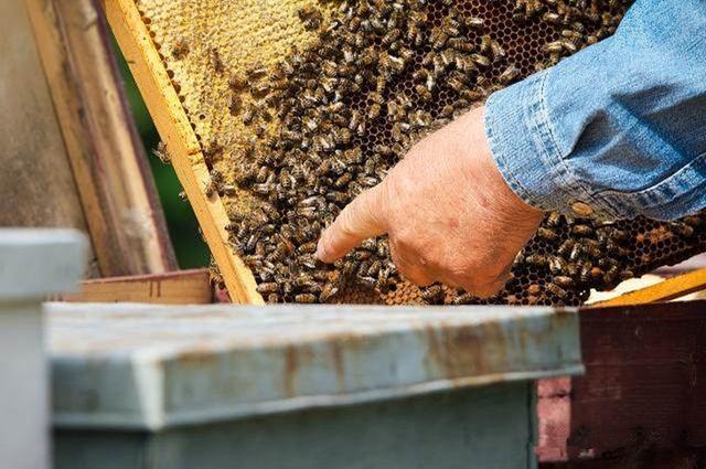 想学养蜂技术去哪里学（学养蜂技术培训在哪里）