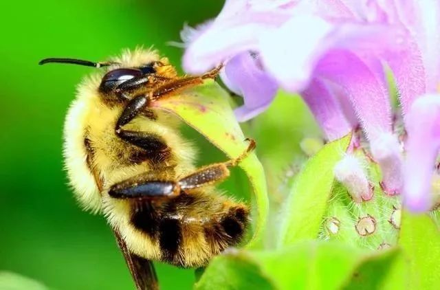 蜜蜂养殖利润有多大（蜜蜂养殖利润分析）