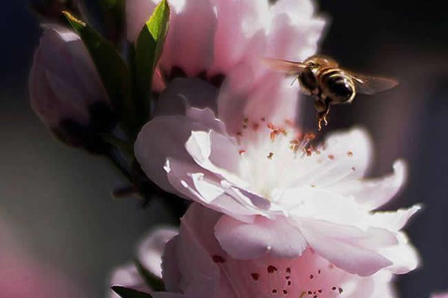 蜜蜂酿蜜过程是怎样的？