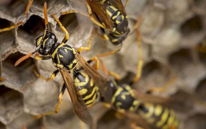 牛角蜂和马蜂的区别（如何去辨别牛角蜂和马蜂）