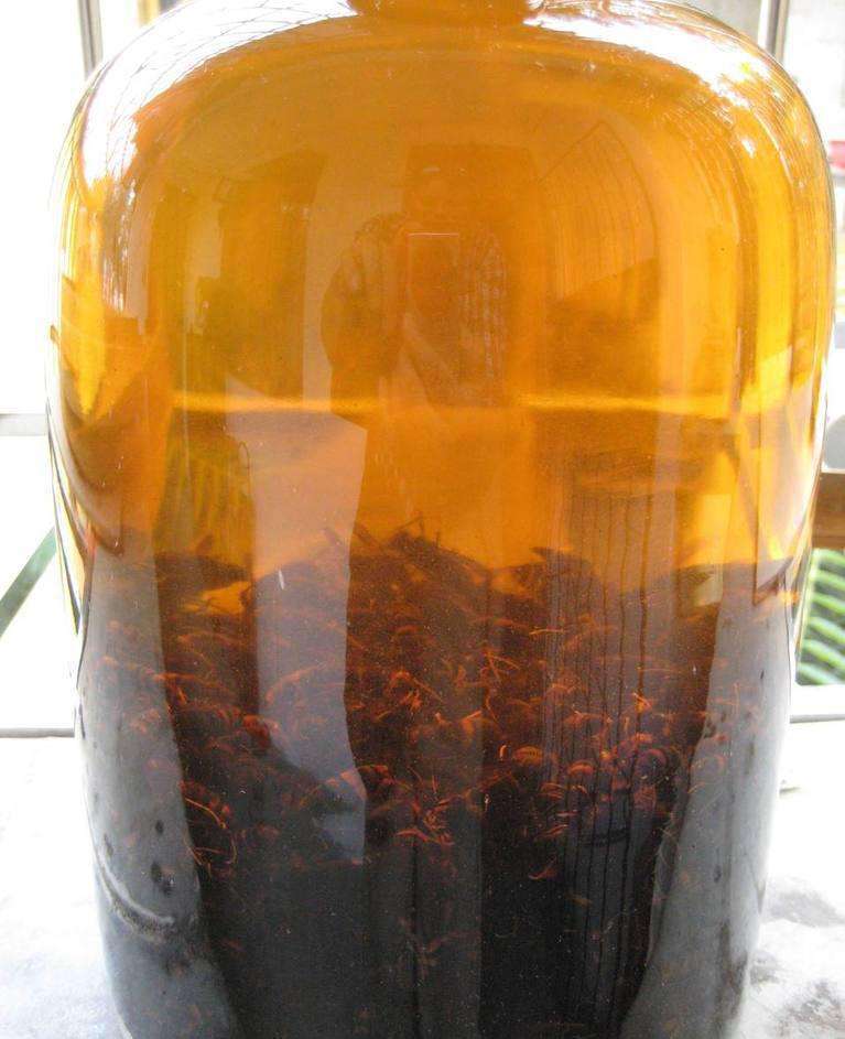 胡蜂泡酒的药用价值（马蜂泡酒有什么功效）