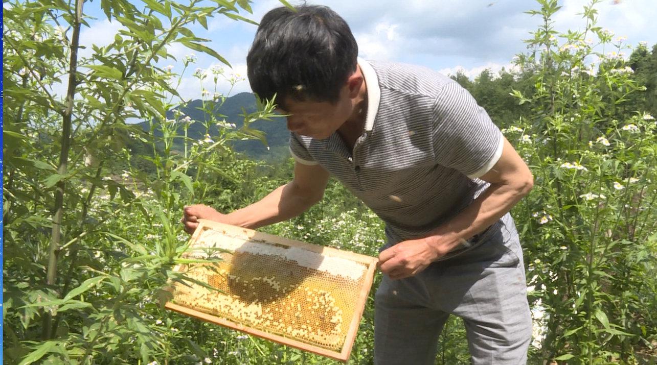 自产蜂蜜如何注册商标（自产蜂蜜怎么申请商标步骤）