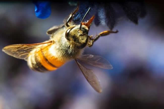 新手养蜂技术指南