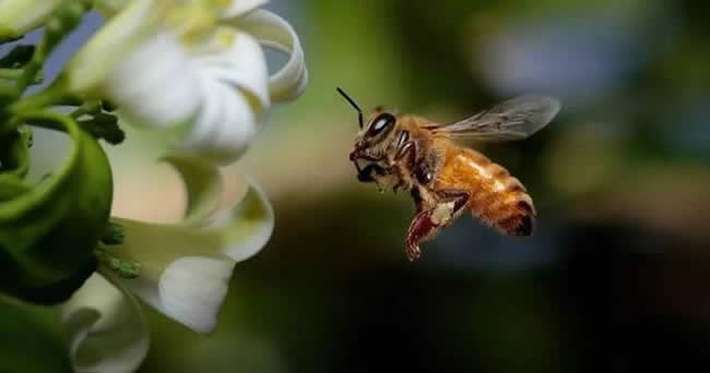 怎样分辨雄蜂？